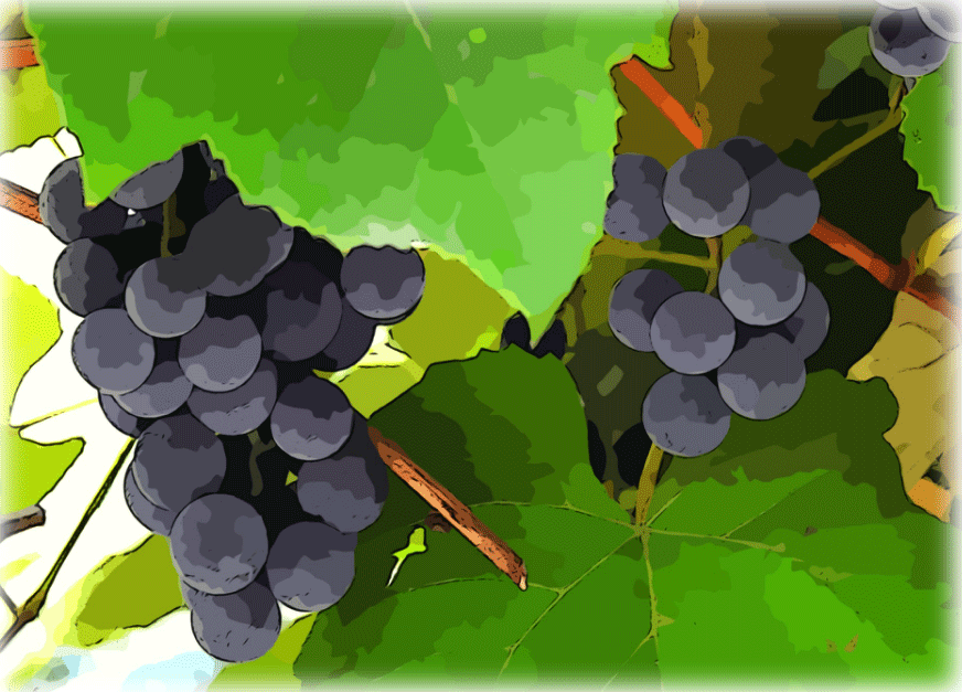 grapevine